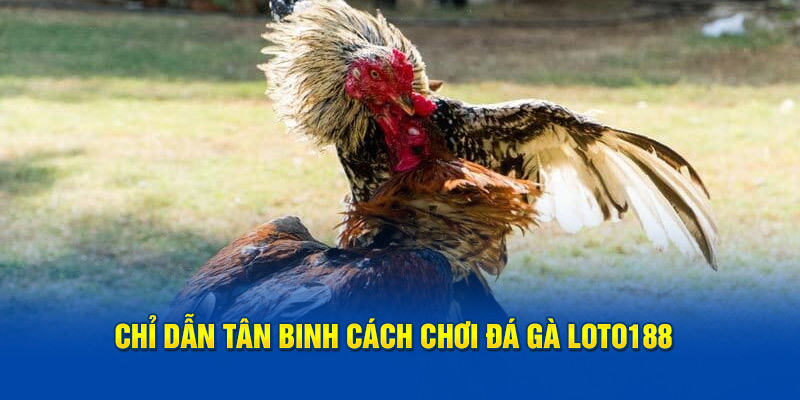 Chỉ dẫn tân binh cách chơi đà gà Loto188