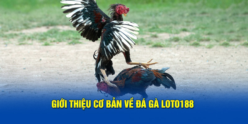 Giới thiệu cơ bản về đá gà Loto188