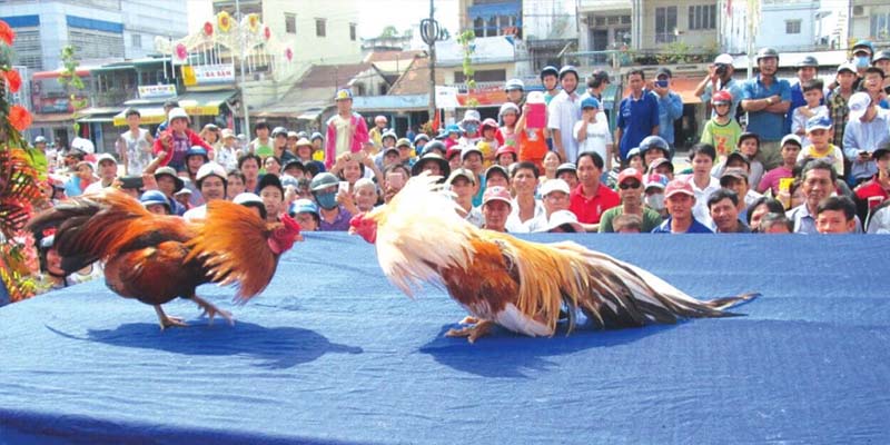 Ưu điểm nổi bật của trò chơi đá gà của đấu trường Thomo