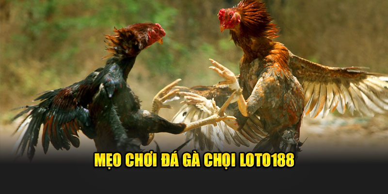 Mẹo chơi đá gà chọi Loto188