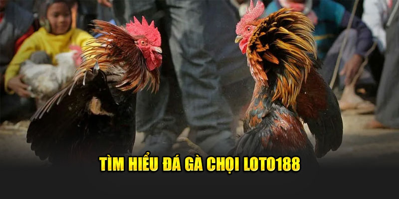 Tìm hiểu đá gà chọi Loto188 